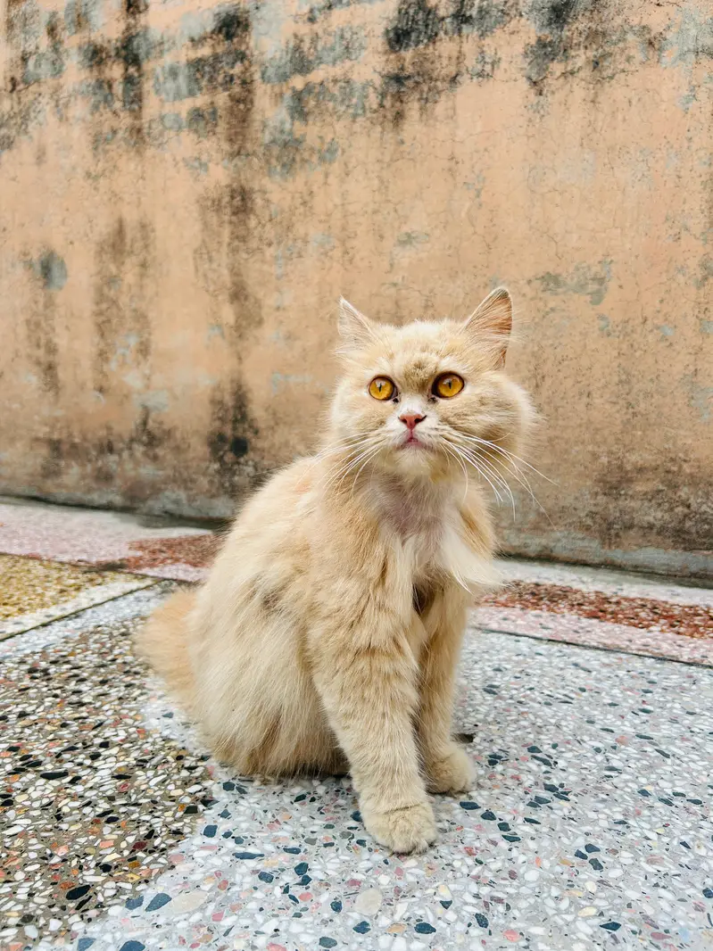 Healthy Female Persian Cat for Sale | Long Coat Pure Persian — photo 2