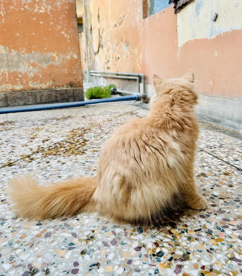 Healthy Female Persian Cat for Sale | Long Coat Pure Persian — photo 3