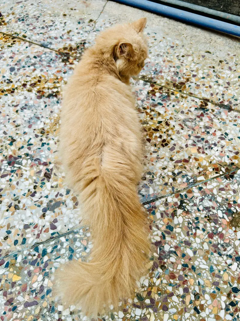 Healthy Female Persian Cat for Sale | Long Coat Pure Persian — photo 4