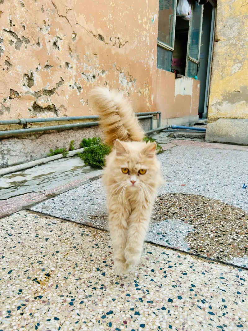 Healthy Female Persian Cat for Sale | Long Coat Pure Persian — photo 5
