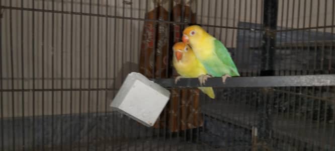 love bird pair sell