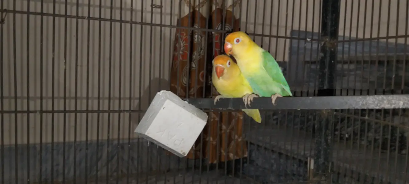 love bird pair sell — photo 2