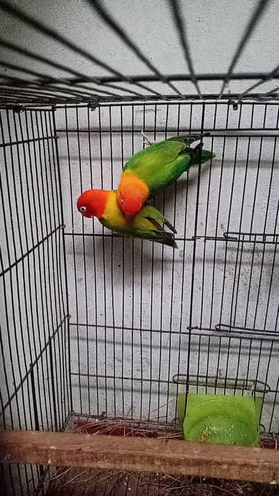 love birds breeder pair or Australian parrot for sale ha