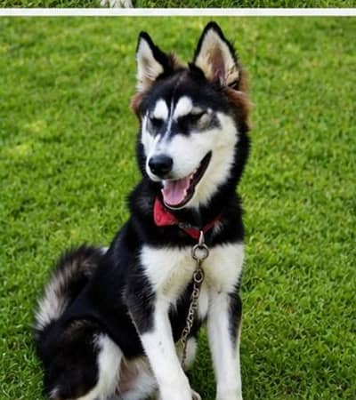 Pure Siberian Husky – Healthy Male Dog Available