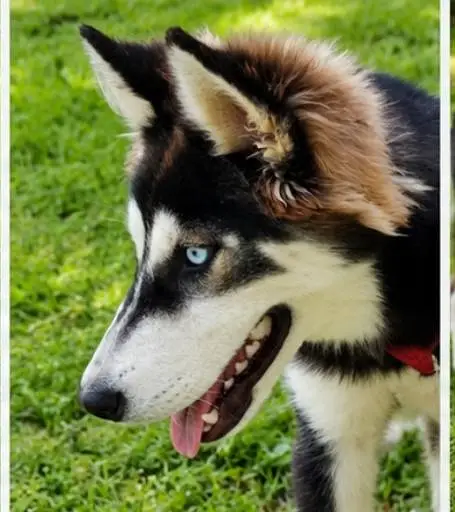 Pure Siberian Husky – Healthy Male Dog Available — photo 2