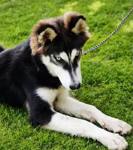 Pure Siberian Husky – Healthy Male Dog Available — photo 3