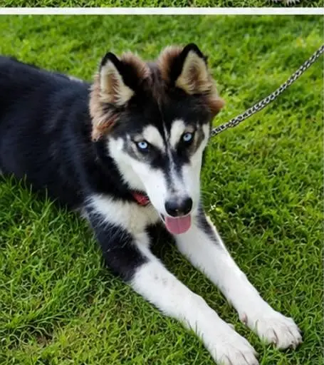 Pure Siberian Husky – Healthy Male Dog Available — photo 4