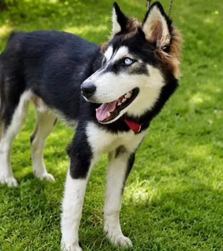 Pure Siberian Husky – Healthy Male Dog Available — photo 6