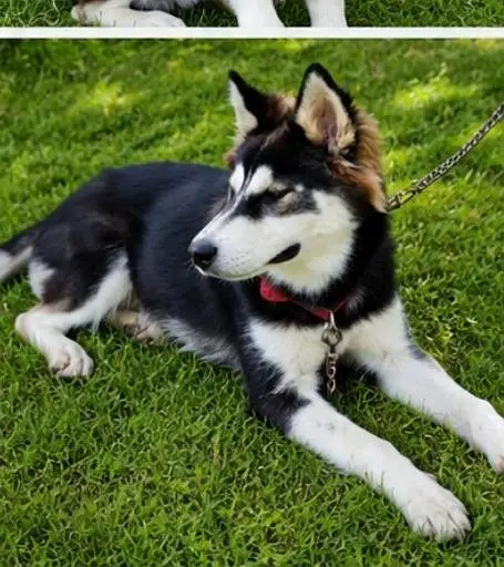 Pure Siberian Husky – Healthy Male Dog Available — photo 7