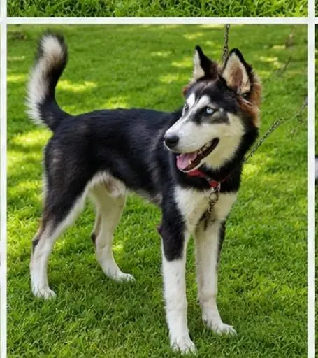 Pure Siberian Husky – Healthy Male Dog Available — photo 8