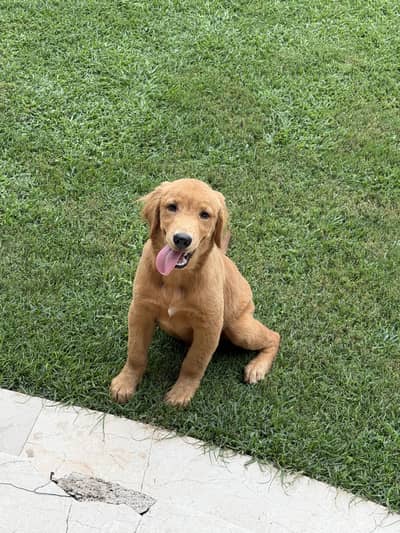 Golden Retriever/male/pup