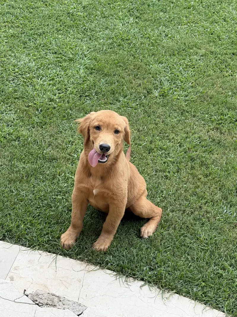 Golden Retriever/male/pup — photo 2