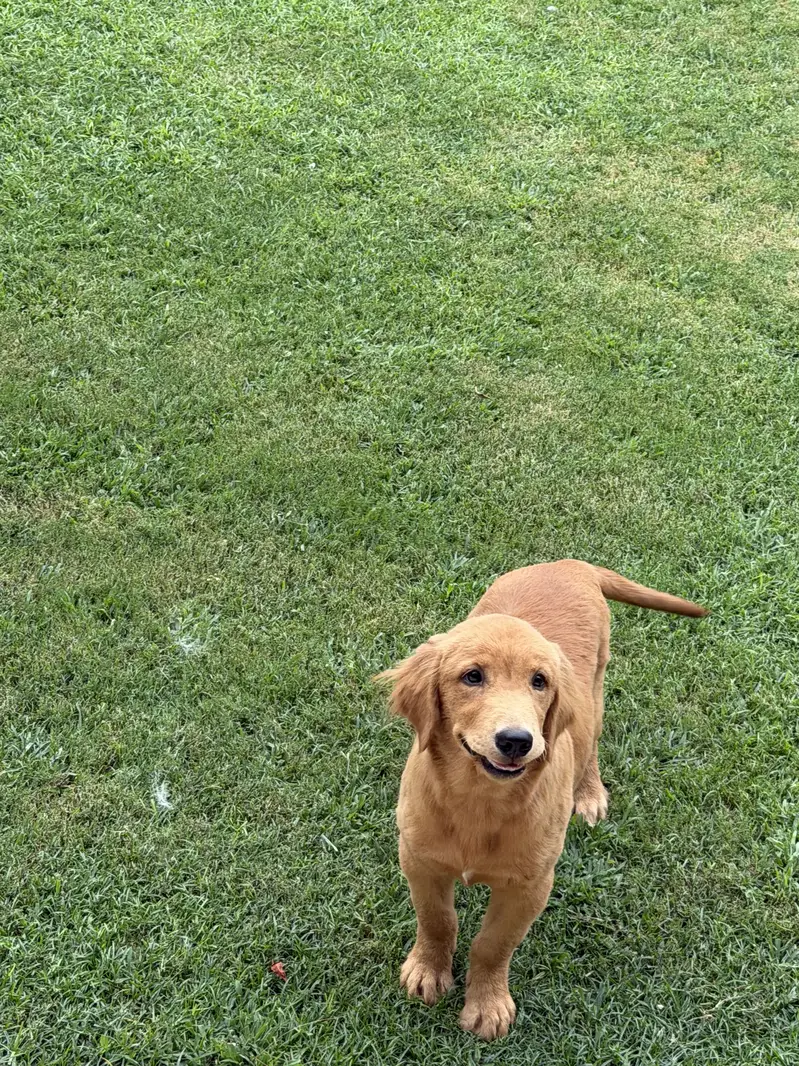 Golden Retriever/male/pup — photo 3