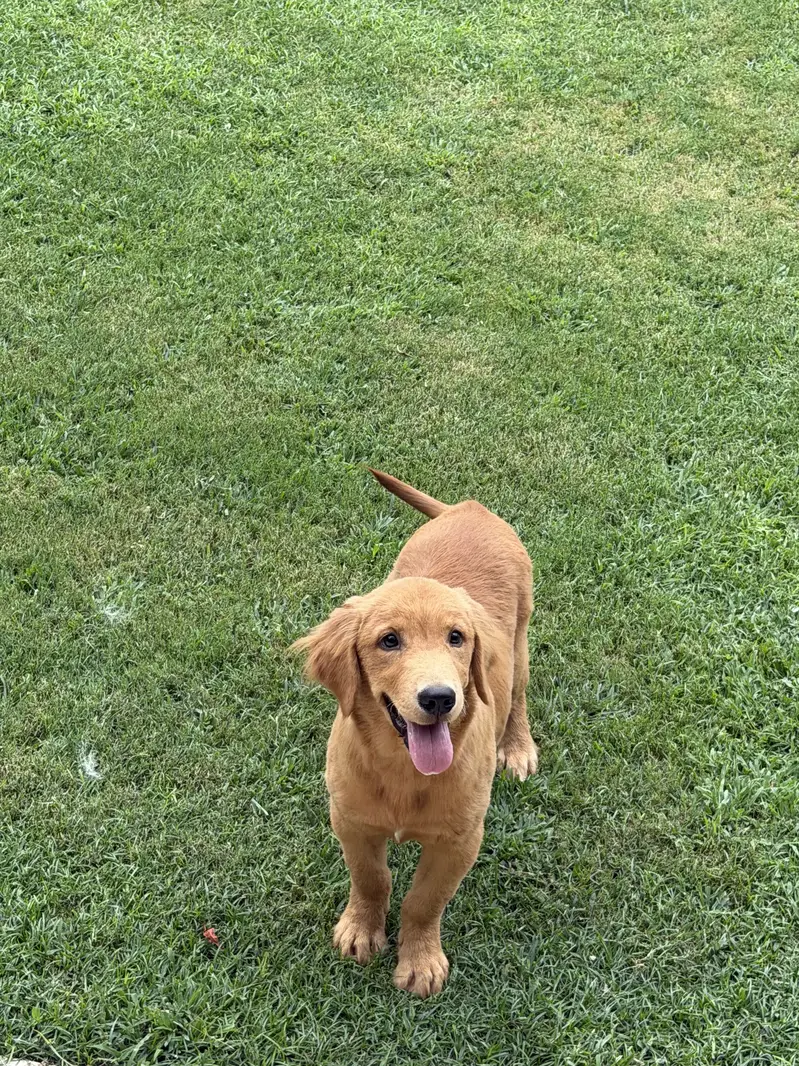 Golden Retriever/male/pup — photo 4