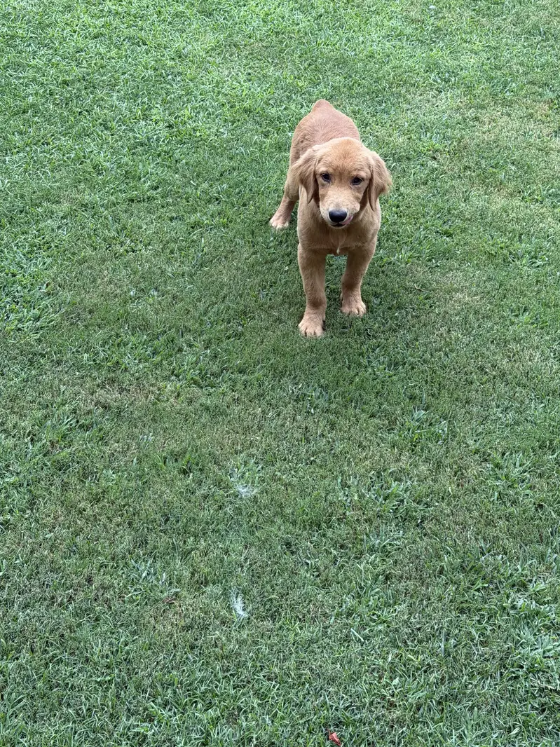 Golden Retriever/male/pup — photo 5
