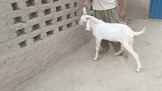 5 pure gulabi bakray for sale
