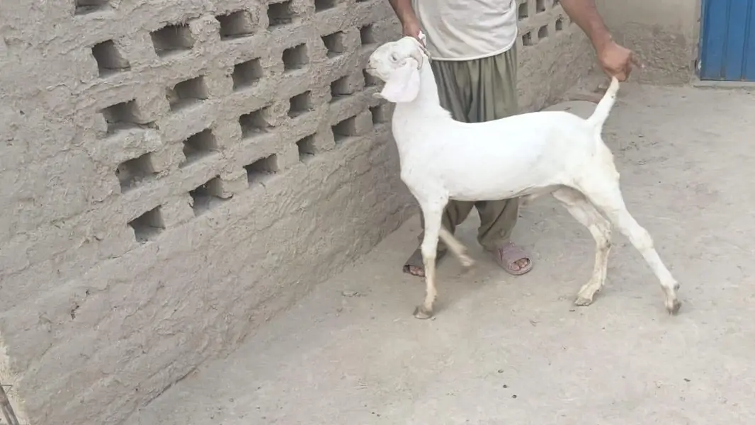5 pure gulabi bakray for sale — photo 2