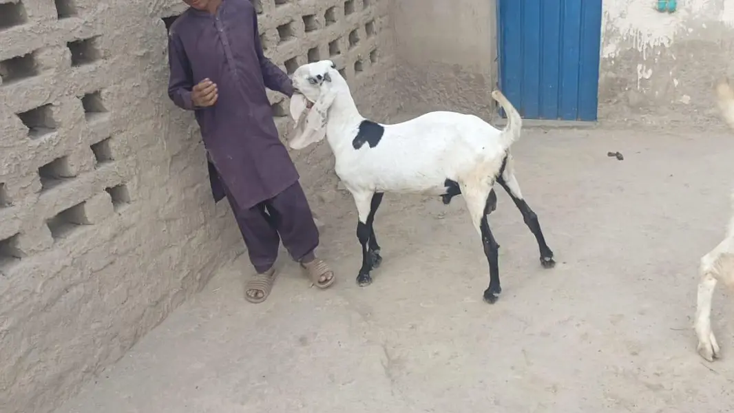 5 pure gulabi bakray for sale — photo 3