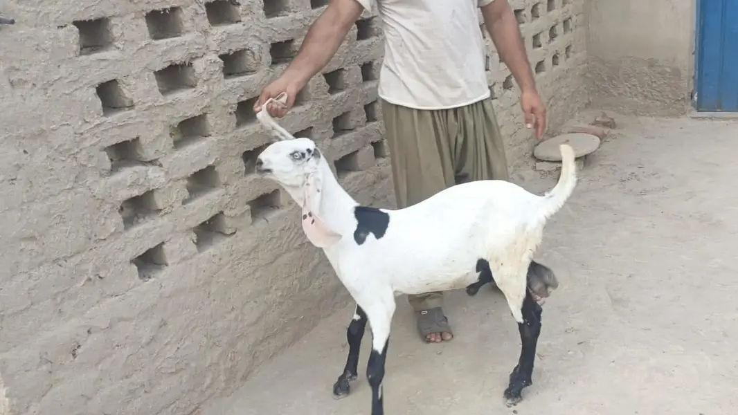 5 pure gulabi bakray for sale — photo 4