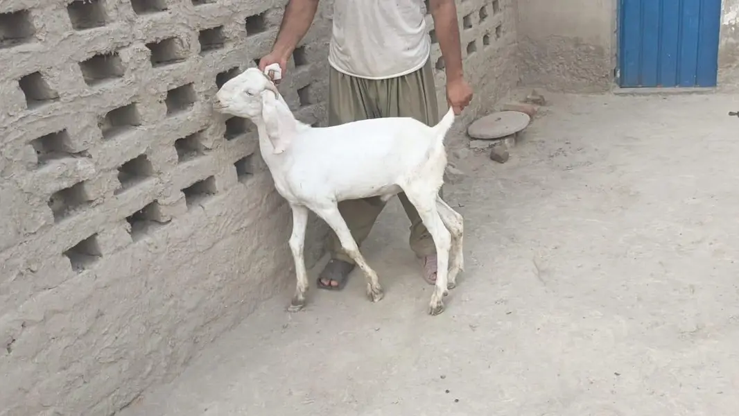 5 pure gulabi bakray for sale — photo 5