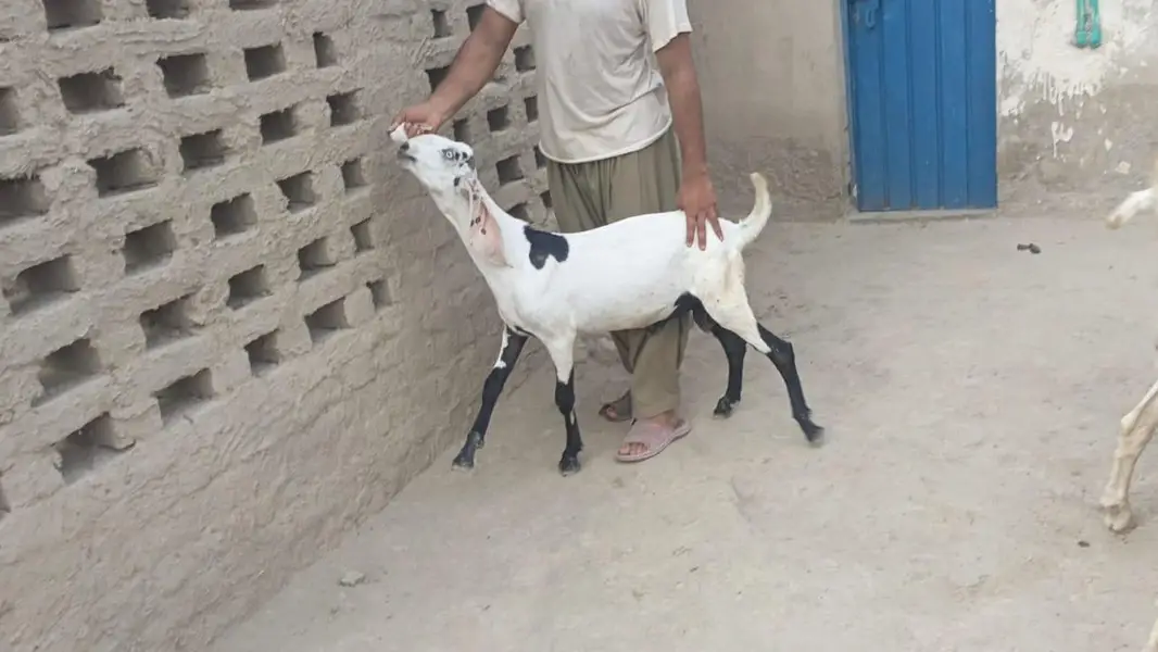 5 pure gulabi bakray for sale — photo 6