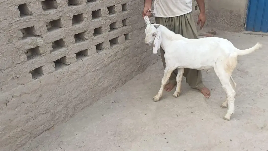 5 pure gulabi bakray for sale — photo 7