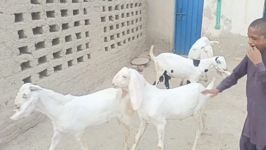 5 pure gulabi bakray for sale — photo 8