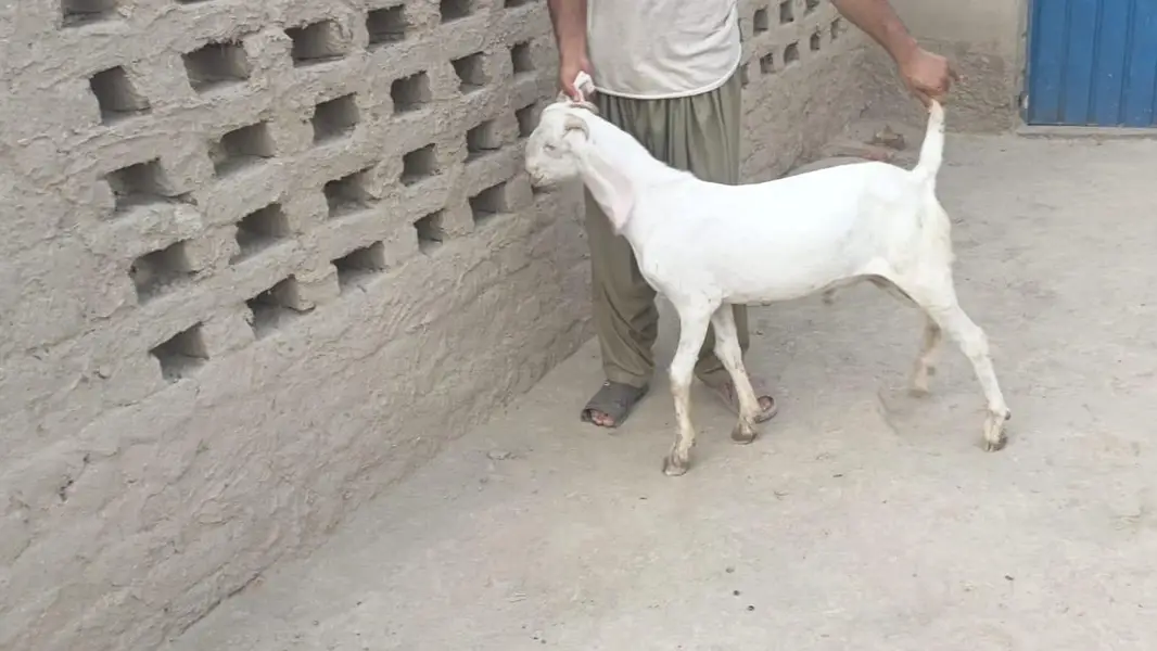 5 pure gulabi bakray for sale — photo 9