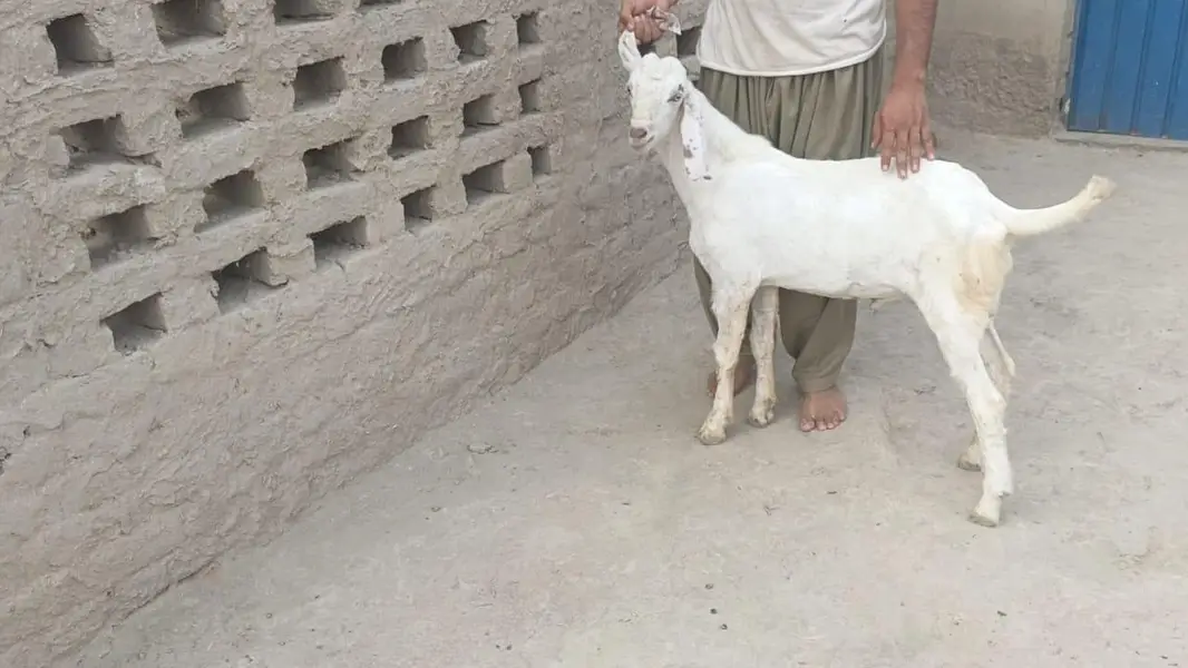 5 pure gulabi bakray for sale — photo 10