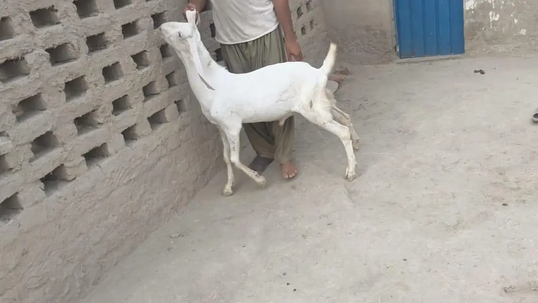 5 pure gulabi bakray for sale — photo 11