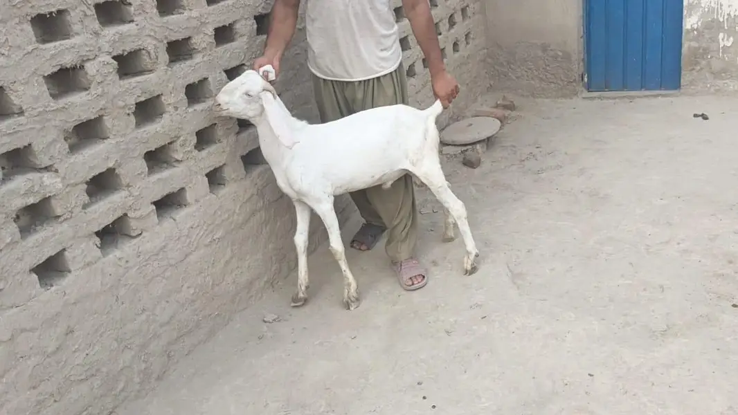 5 pure gulabi bakray for sale — photo 12