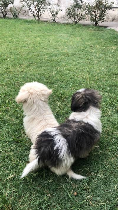 shih poo puppies