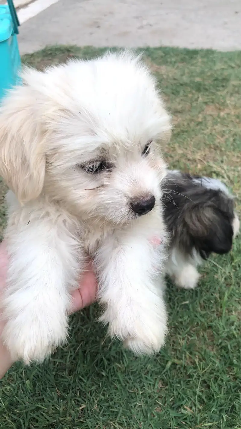 shih poo puppies — photo 2