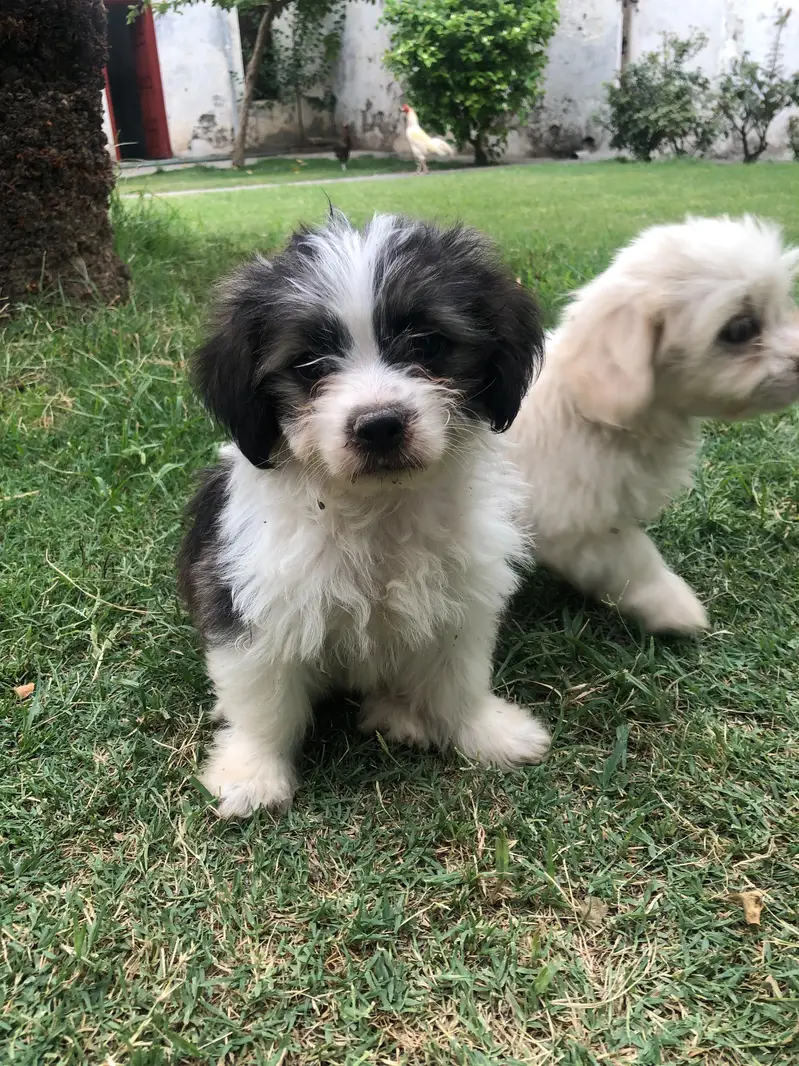 shih poo puppies — photo 3