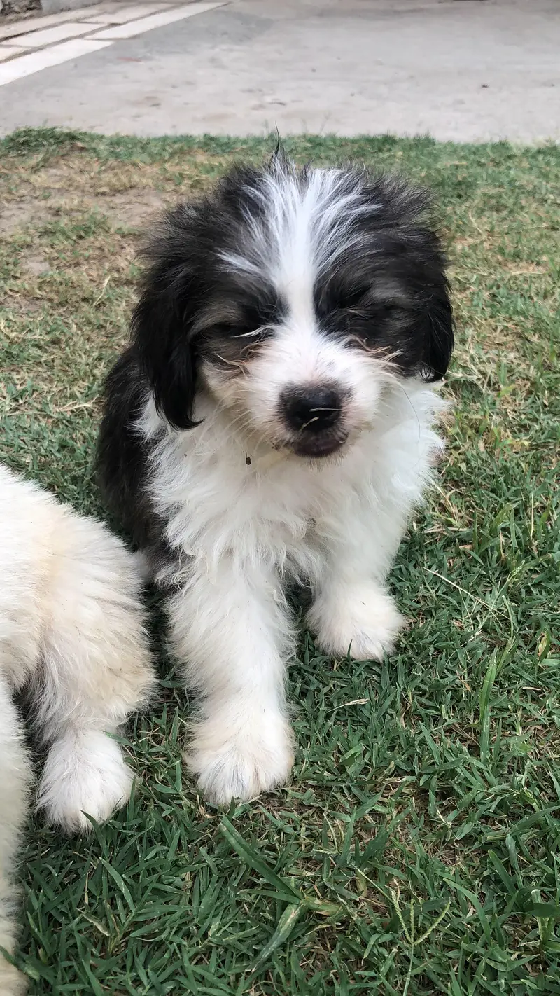 shih poo puppies — photo 4