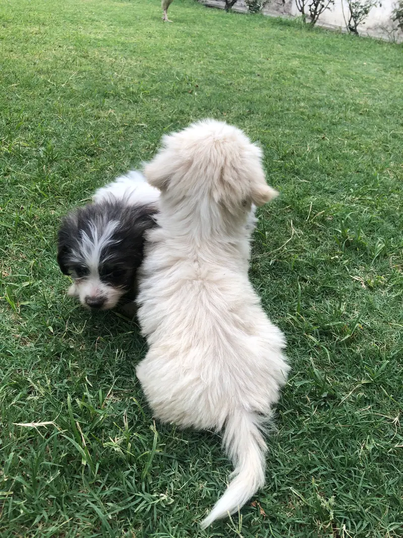 shih poo puppies — photo 5