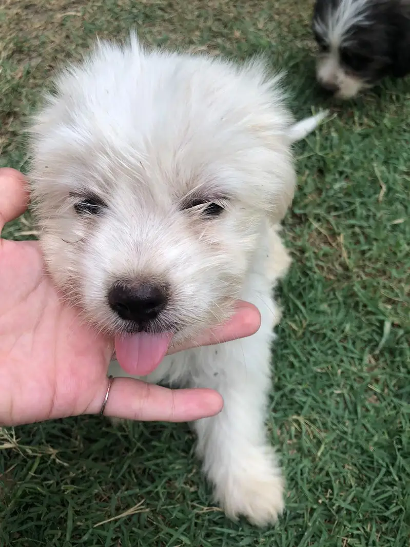 shih poo puppies — photo 6