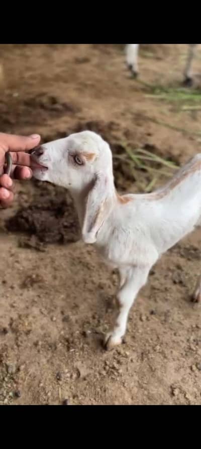 kids available