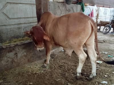 sahiwal crossed Desi bull