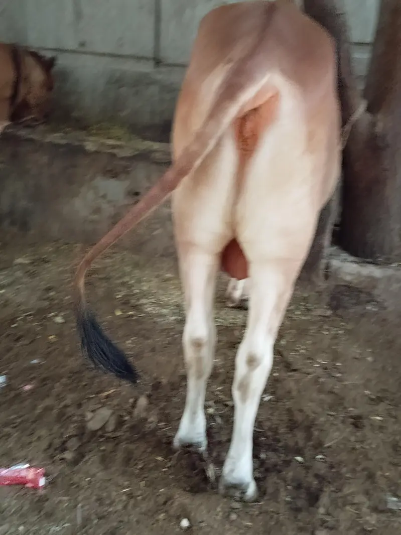 sahiwal crossed Desi bull — photo 2