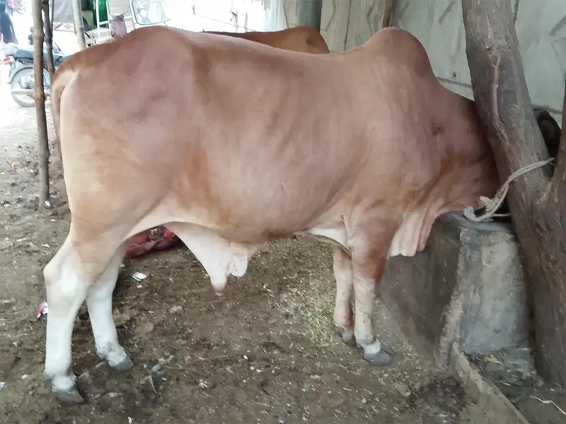 sahiwal crossed Desi bull — photo 3