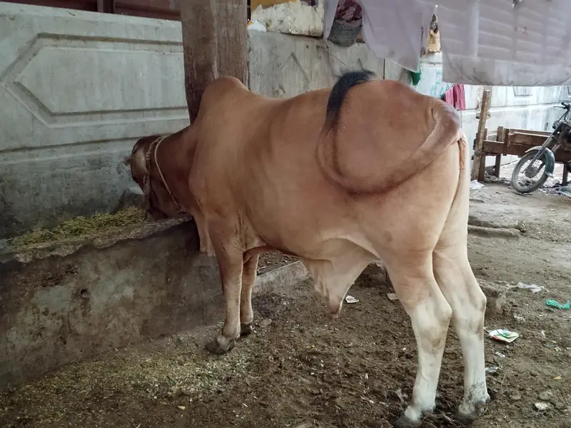 sahiwal crossed Desi bull — photo 4