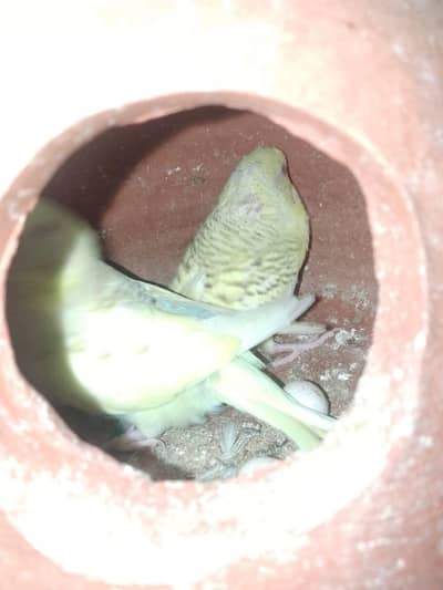 Follew parrot pair for sale