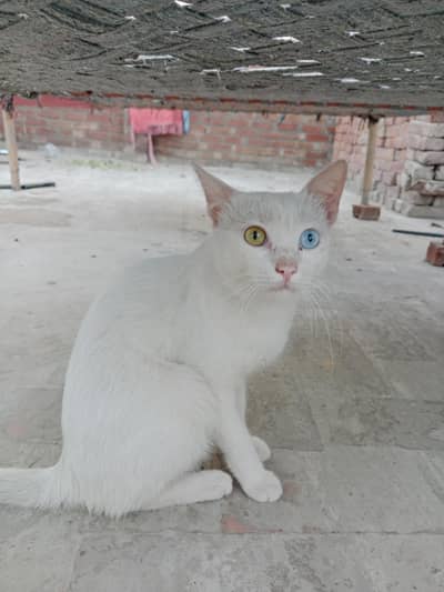 Beautiful white Cat with Blue & Golden Eyes-Healthy & Friendly.