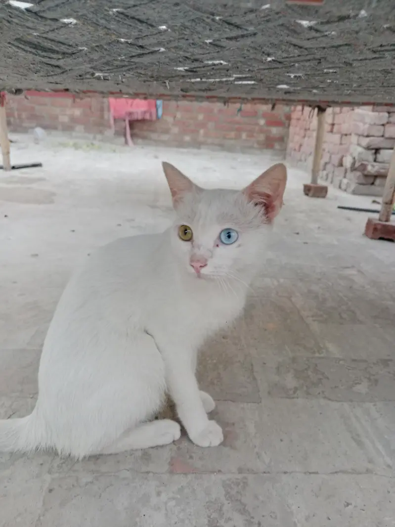 Beautiful white Cat with Blue & Golden Eyes-Healthy & Friendly. — photo 2