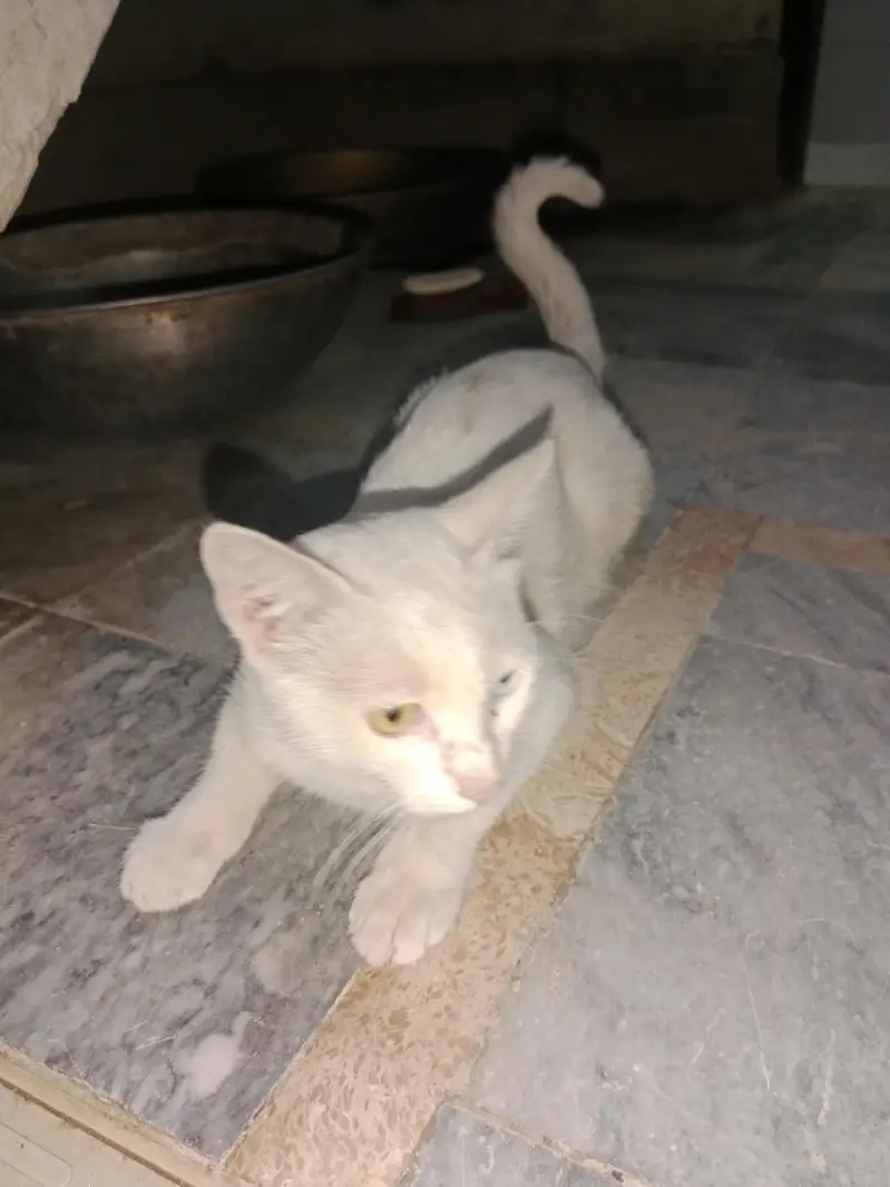 Beautiful white Cat with Blue & Golden Eyes-Healthy & Friendly. — photo 3