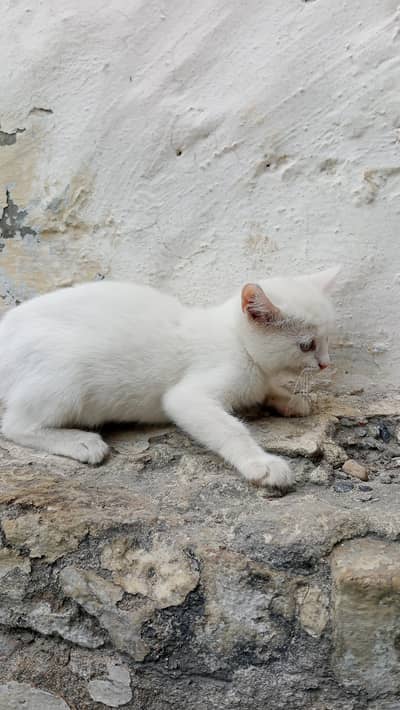 persian baby cats healthy and active 2 Pcs in just 14k