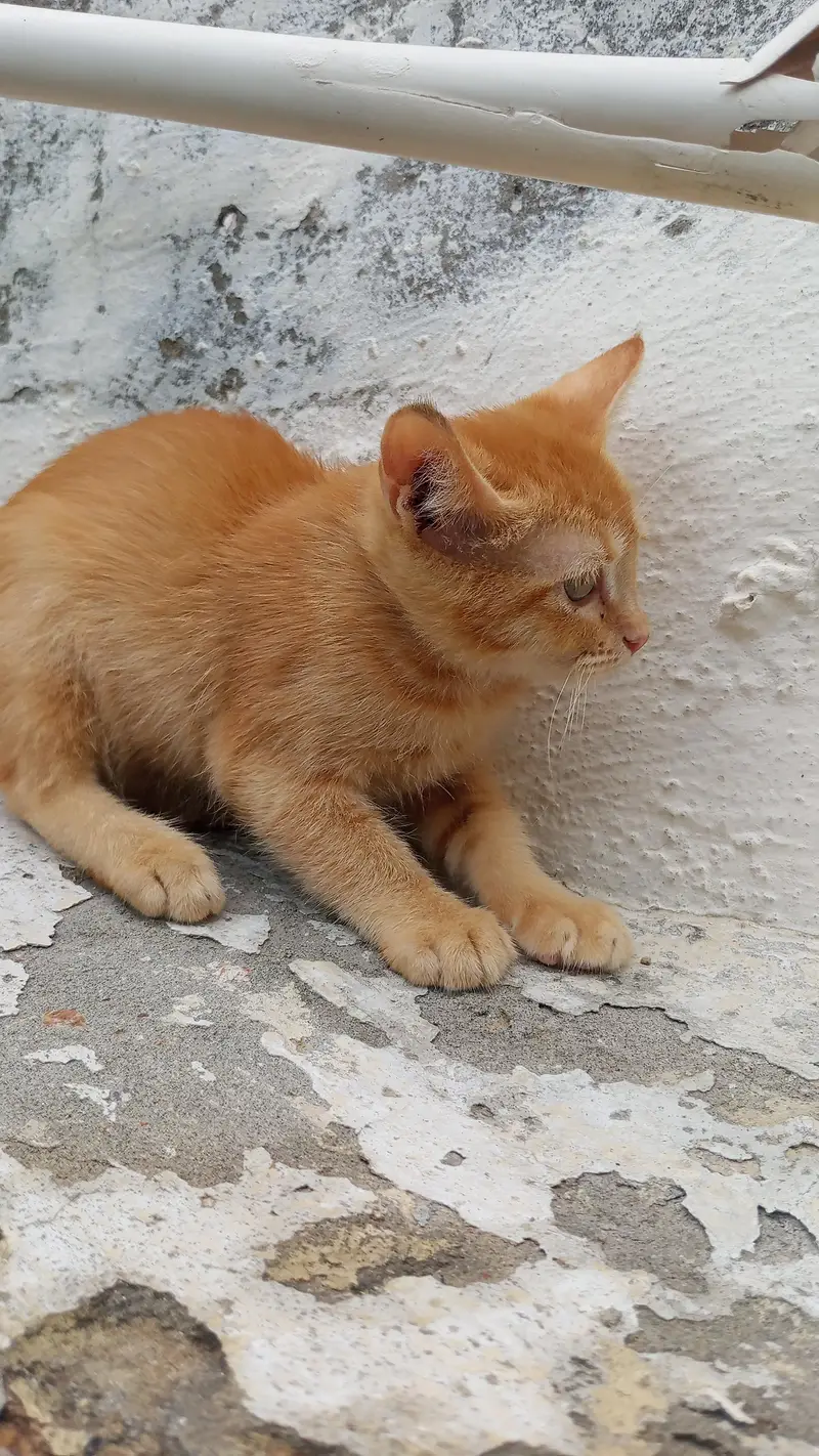 persian baby cats healthy and active 2 Pcs in just 14k — photo 2
