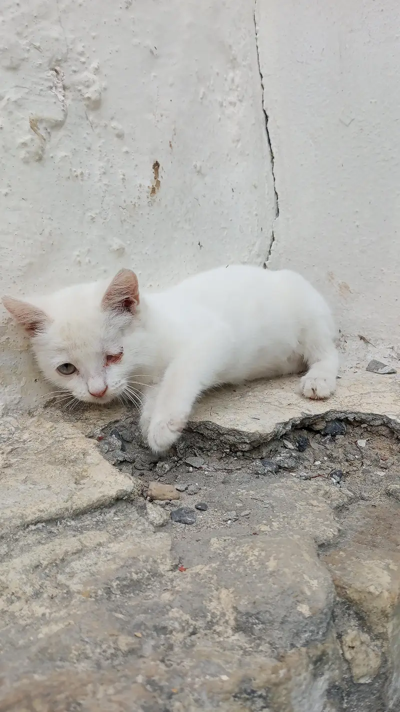 persian baby cats healthy and active 2 Pcs in just 14k — photo 3