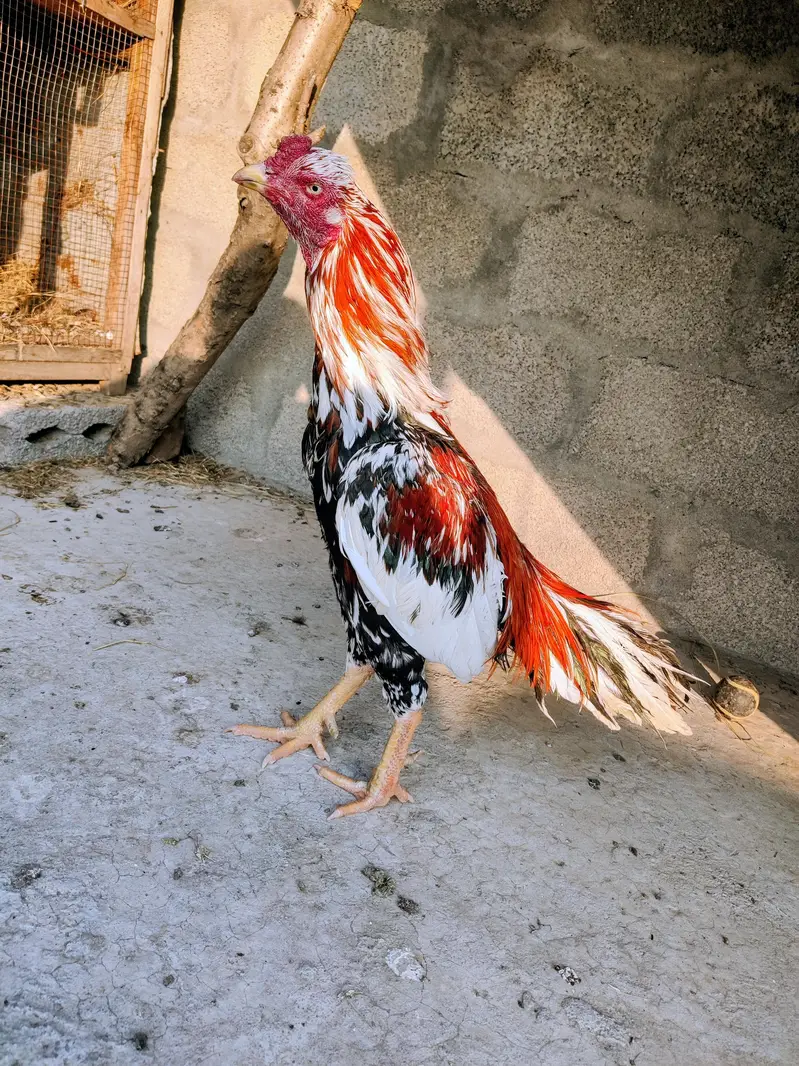 High Quality Aseel Cheena One Eye Murga For Sale. — photo 6